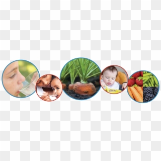 Fruits And Vegetables Banner Image - Baby Clipart