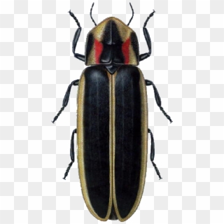 Lightning Bug Png - North American Firefly Clipart