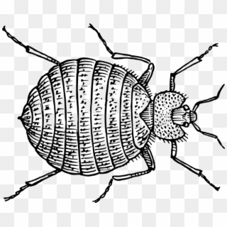 Weevil Clipart