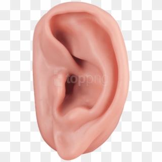 Download Ear Png Images Background - Ear Png Clipart