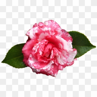 Camellia, Flower, Spring - Camellia Transparent Clipart