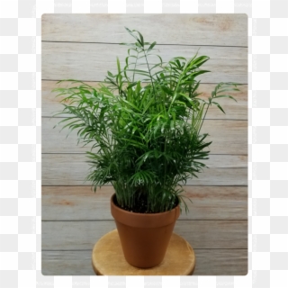 Palm Green Plant - Flowerpot Clipart