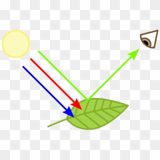 Why Are Plants Green - Plants Green Clipart