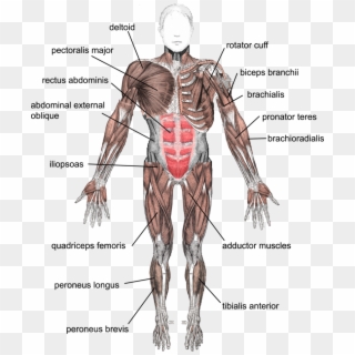 Muscles Under Arm - Tendons And Ligaments In The Body Clipart