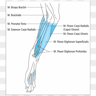 The Superficial Muscles At The Medial Side Of A Right - Superficial Digital Flexor Dog Clipart