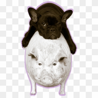 His Clientele Includes Jennifer Aniston, Charlize Theron, - Domestic Pig Clipart