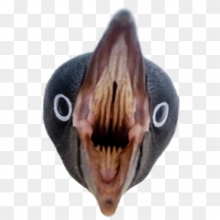 #penguin #angry #pingu #meme #reee #reeeeeeeeeee #ree - Cute Penguin Clipart