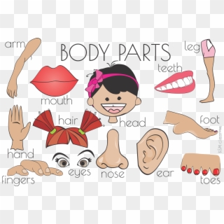 Ear Clip Body Part - Body Parts Flashcards - Png Download
