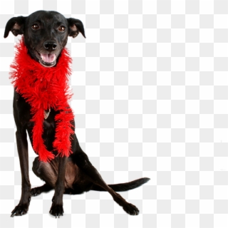 Dog Black Dog Pet Mutt Black Animal Cute Canine - Black Greyhound Valentine Clipart