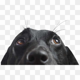 Closeup Of A Black Dog - Hound Of The Baskervilles Hound Clipart