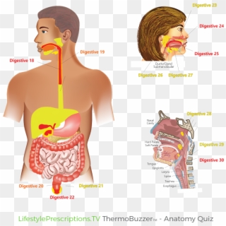 Thermobuzzer Anatomy Quiz Image700 700 Digestive2 - Illustration Clipart