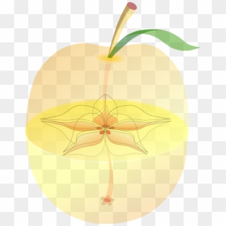 Anatomy Png - Apple Fruit Center Clipart
