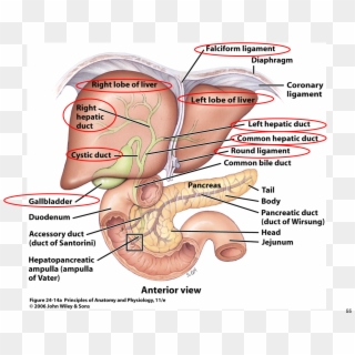 Png Anatomy Gallbladder Pancreas Google - Liver Gallbladder Pancreas And Ducts Clipart