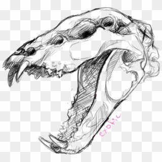 Graphic Download Been Doin Some Anatomy - Animal Skull Drawing Clipart