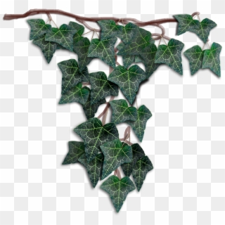 Datura Inoxia Clipart
