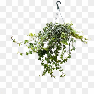 8in Ivy Hanging - Tree Clipart