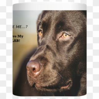 Love My Chocolate Lab Best Mug Ever For Labrador Lovers - Labrador Retriever Clipart
