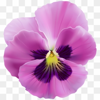 View Full Size - Viola Flower Png Clipart