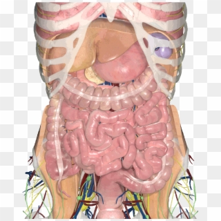 Abdominal Anatomy Gif , Png Download - Illustration Clipart