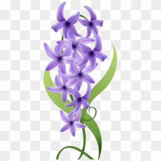 Violet Flower Drawing - Hyacinth Clipart