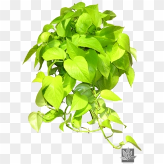 Epipremnum 'neon' Pothos Ivy Indoor Office Plants, - Epipremnum Neon Clipart