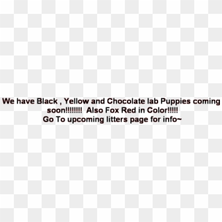Chocolate Yellow Black Lab Puppies California - Carmine Clipart