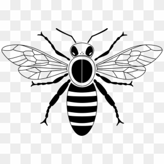 Clip Art Black And White Honey Bee - Png Download