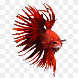 #betta #bettafish #bettasplendens #red #crowntail #crowntailmale - Bony-fish Clipart