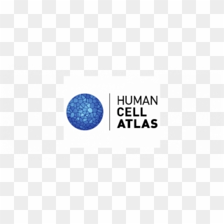 Human Cell Png - Circle Clipart