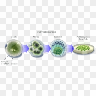 The Human Parthenogenetic Stem Cells Are Created By - Sphere Clipart