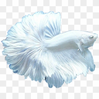 #white #beta #fish #beautiful #pet #freetoedit - Pure White Fighter Fish Clipart