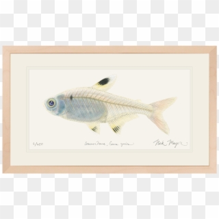 X Ray Fish Original Watercolor Painting Nick Mayer - Goatfishes Clipart
