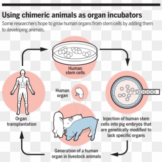 Major Grant In Limbo, Nih Revisits Ethics Of Animal-human - Crispr Xenotransplantation Clipart