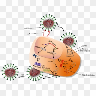 Interaction Between Hiv And Coreceptors Of A T Cell - Hiv Human Immunodeficiency Virus 2 Clipart