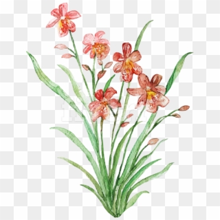 Blackberry Lily Clipart