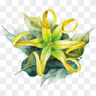 Essential Oils - Ylang Ylang Watercolor Clipart
