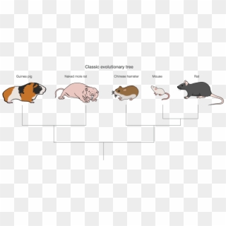 Naked And Unafraid A New Rodent Joins The Model Organism - Domestic Pig Clipart