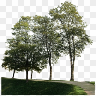 Big Trees Group Clipart