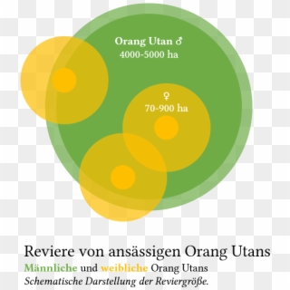 Orang-utan Revier - Circle Clipart