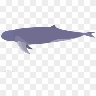 Color Clipart Dolphin - Irrawaddy Dolphin No Background - Png Download