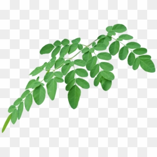 Ways To - Moringa Oil Leaf Transparent Clipart