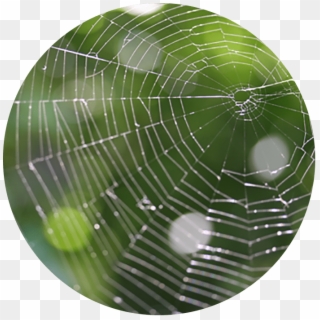 Telaraña - Spider Web Clipart