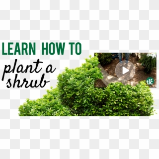 How To Plant A Shrub - Color Clipart