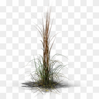 View In My Picture - Grass Clipart