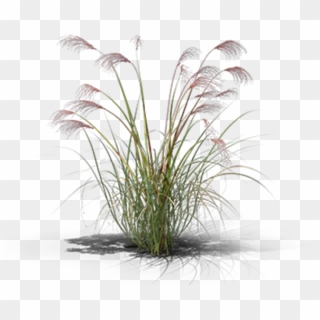 View In My Picture - Sweet Grass Clipart