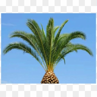Palm Trees Trimmed Clipart