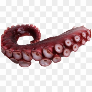 #tentacle #octopus #freetoedit - Tentacle Png Clipart