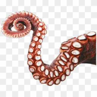 #suckers - Octopus Tentacles Png Clipart