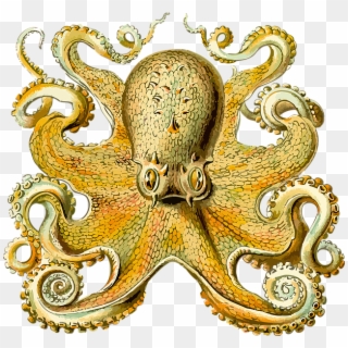 Zoologie, Tentacle, Octopus Drawing, Octopus Art, Octopus - Octopus Haeckel Clipart