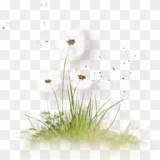 Blowing Dandelion Seeds - Png Herbe Et Fleurs Clipart